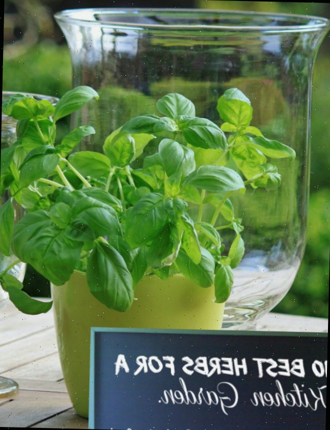 10 Melhores Ervas para Jardins de Cozinha - thegardeningcook.com/10-best-herbs-for-kitchen-gardens