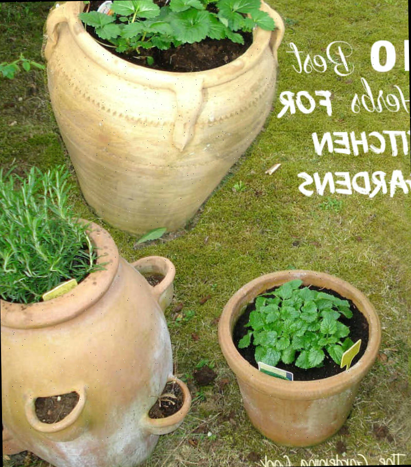 10 Melhores ervas para jardins de cozinha Ervas em grandes jarros de cerâmica e a frase 10 Melhores ervas para jardins de cozinha.