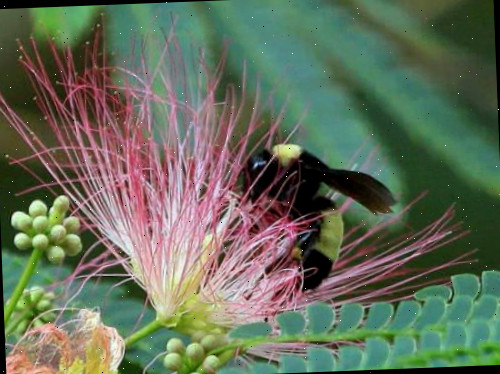 Abelha melífera em flor de Mimosa