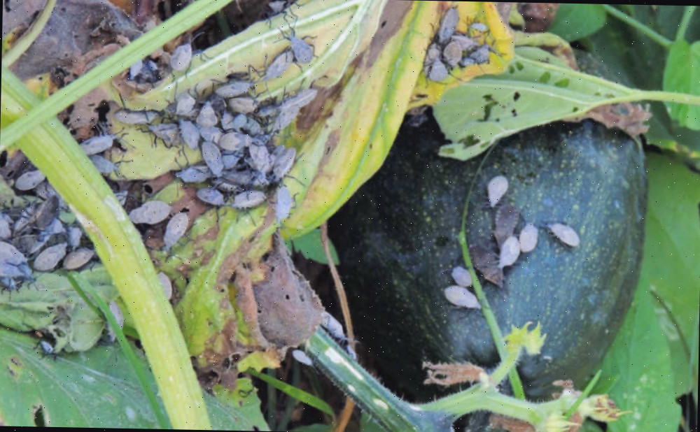 Infestação de percevejos-da-abóbora em uma planta de abóbora verde.