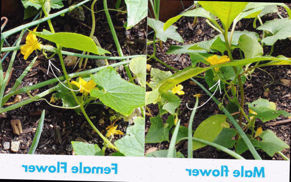 Colagem mostrando flores de pepino masculinas e femininas. As flores femininas têm um pequeno fruto atrás delas.
