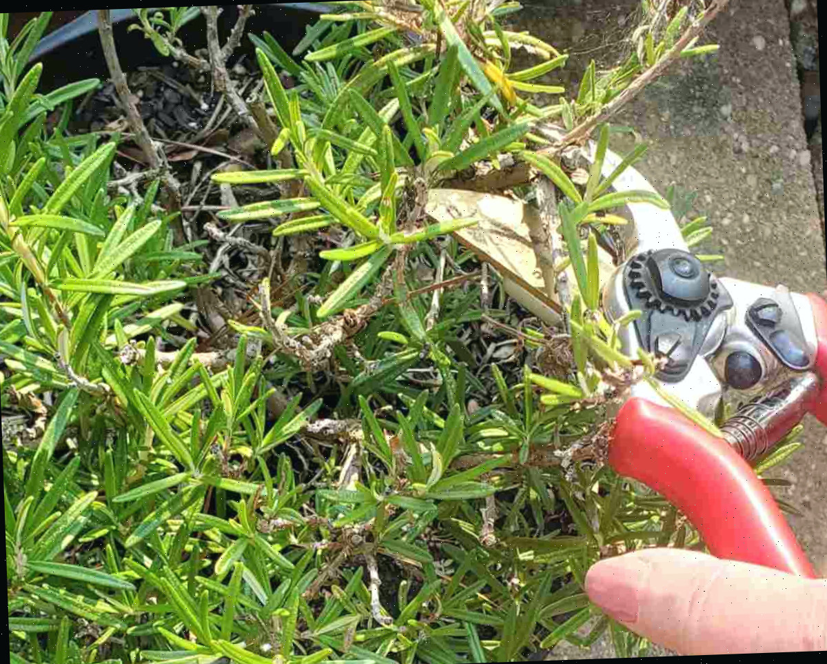 podando alecrim Mão de mulher segurando tesouras de jardinagem enquanto poda ramos lenhosos de alecrim.