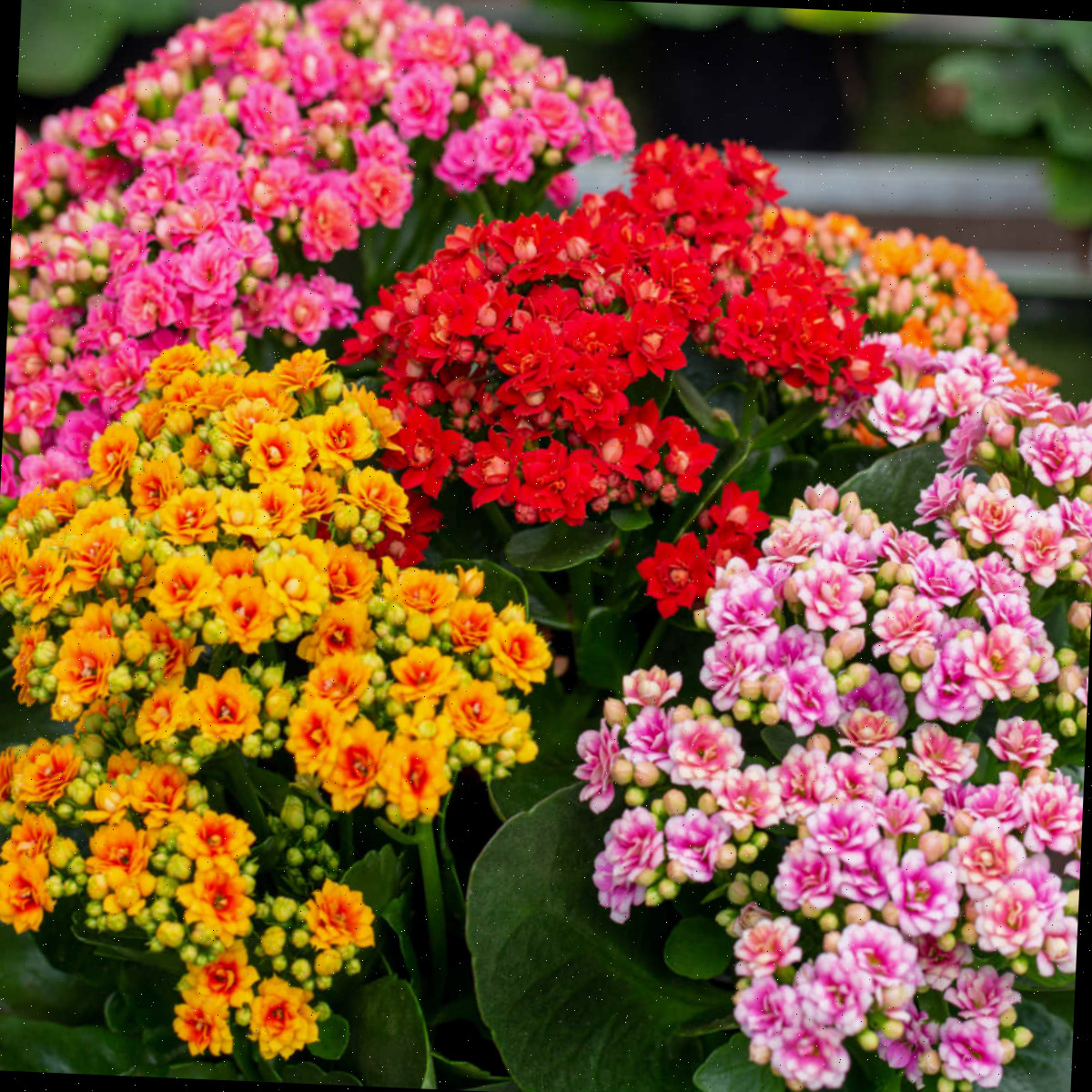 Cuidado com Kalanchoe Blossfeldiana