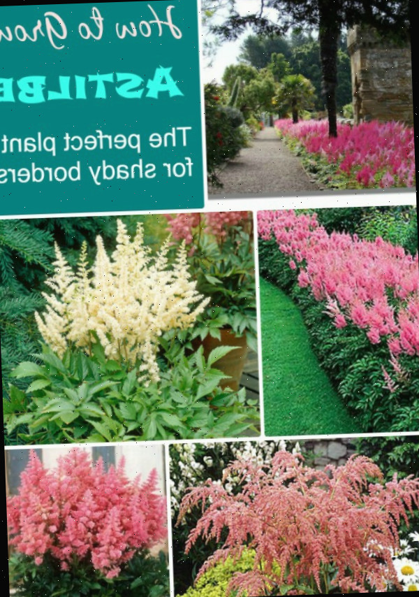 Imagens de astilbe
