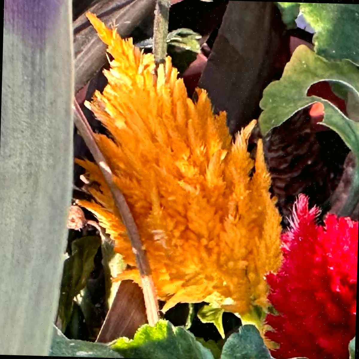 Uma imagem em close de uma crista de galo plumosa laranja, também conhecida como Celosia argentea, com uma crista de galo plumosa vermelha e outras folhagens em evidência.