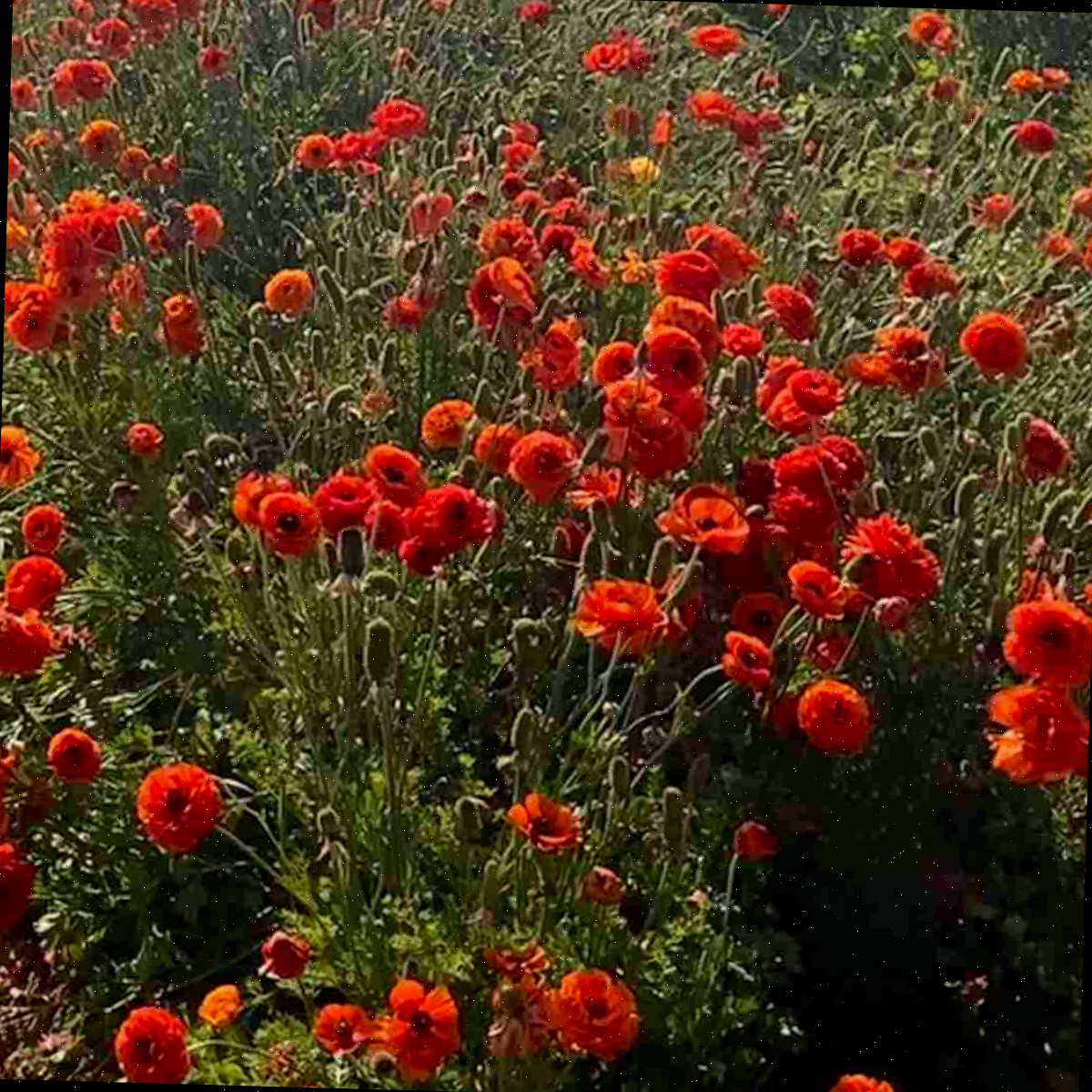 Um campo repleto de ranúnculos-persas laranja, também denominados botanicamente como Ranunculus asiaticus.