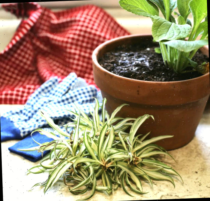 filhotes de planta aranha e planta de dedaleira Filhotes de planta aranha e planta de dedaleira