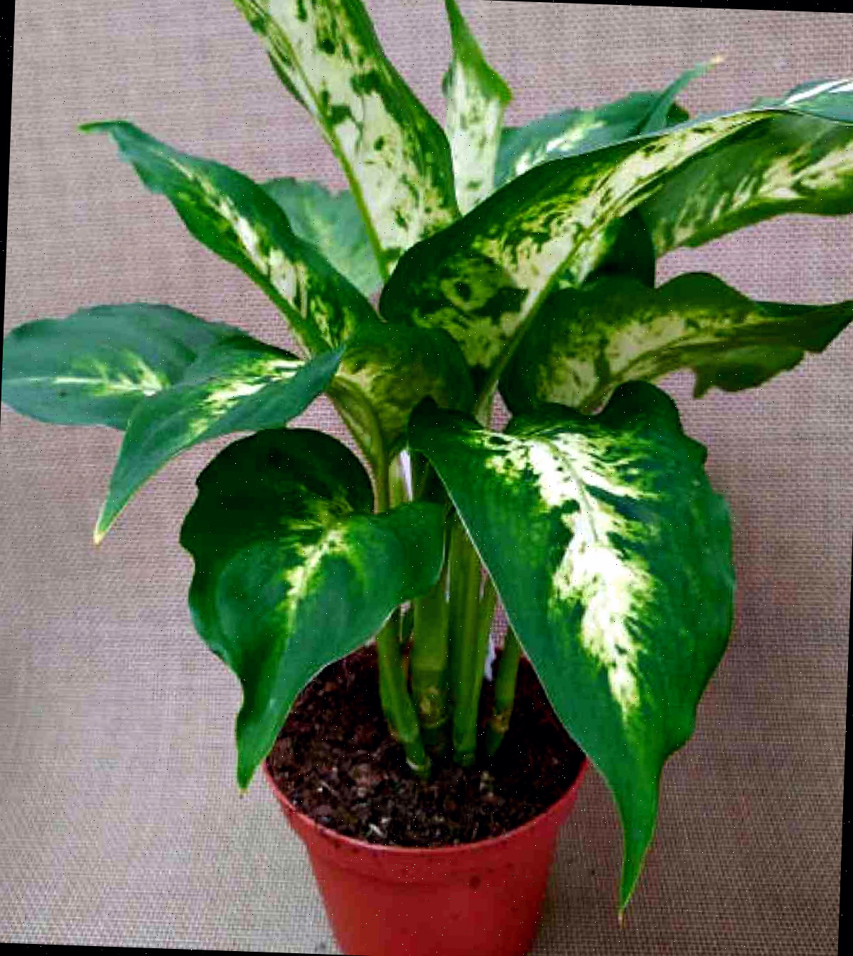 Dieffenbachia em um vaso vermelho.