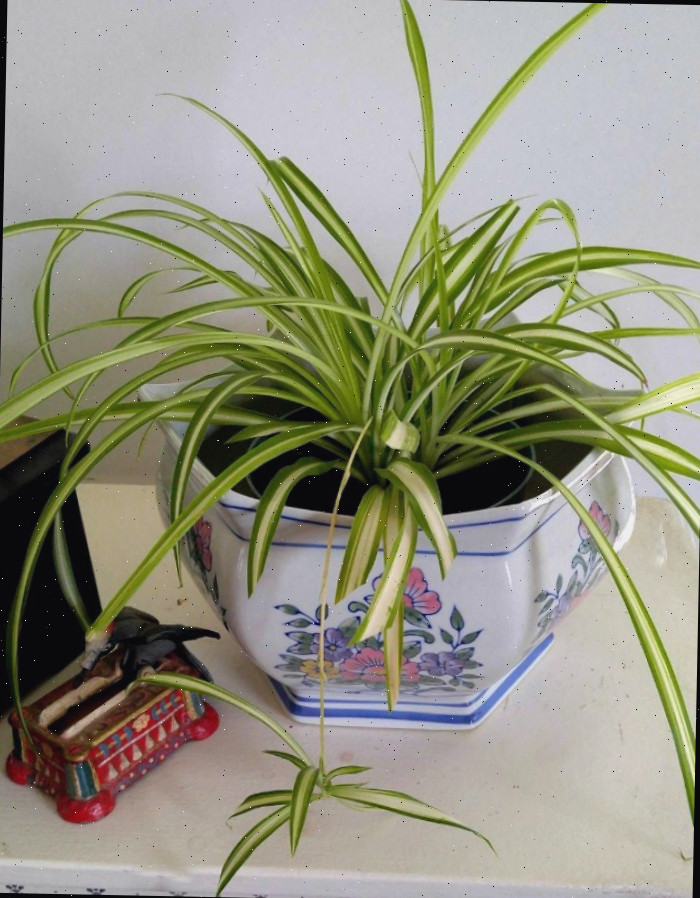 Spider plant em um vaso florido perto de um porta-palitos.