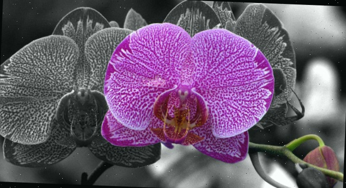 Orquídea Moth Orquídea Moth é uma excelente planta para novatos.