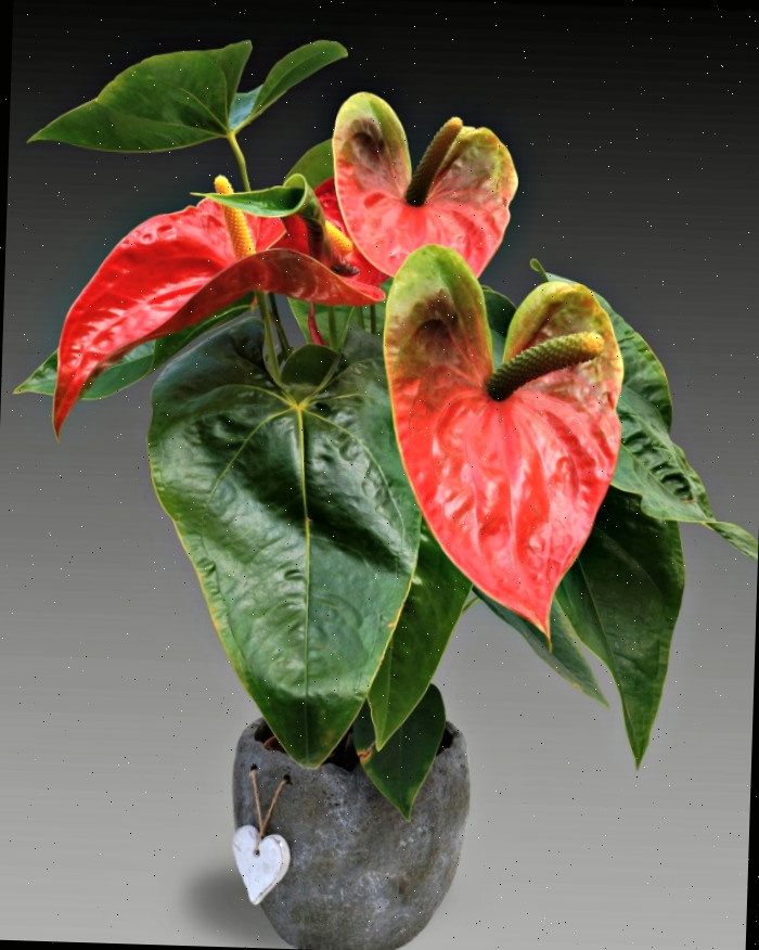 planta anrhurium Anthurium é uma magnífica planta interna florida.