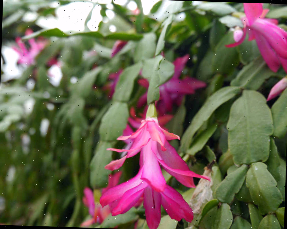 Flor do cacto de Natal.