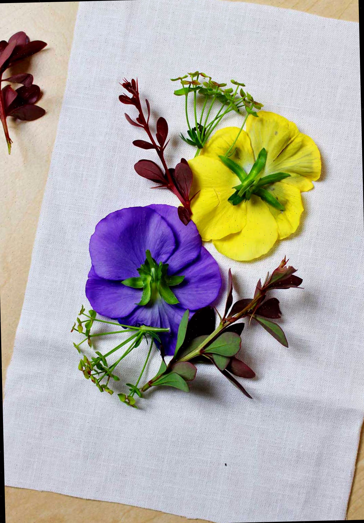 Uma flor amarela e roxa com folhas vermelhas viradas para baixo sobre um pedaço de tecido branco.