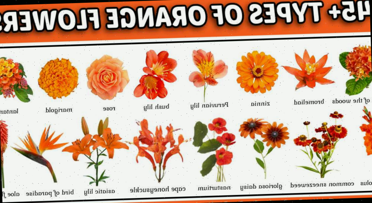 Sobreposição de texto no topo que diz 45+ tipos de flores laranjas, acima de 16 fotos diferentes de flores laranjas com os nomes abaixo de cada uma.