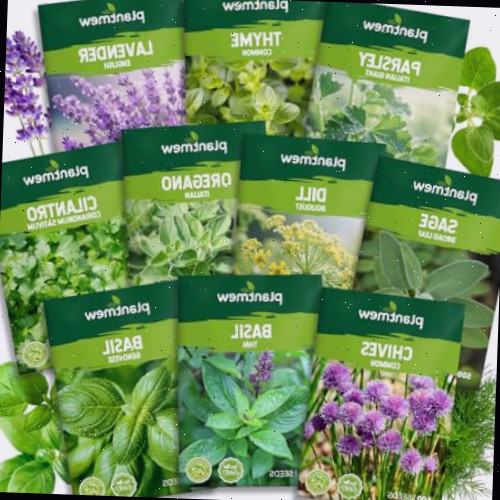 Pacote de Variedade de 10 Sementes de Ervas - 7.000+ Sementes de Sementes Herança - Manjericão, Coentro, Lavanda, Salsa, Endro, Tomilho, Cebolinha, Orégano, Sálvia, Jardim de Ervas para Controle de Insetos da Abóbora