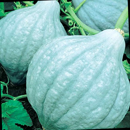Sementes de Abóbora Inverno Blue Hubbard - 4 Oz - Não-OGM, Herança - Plante essas Sementes de Jardim de Vegetais para cultivar plantas como Culturas Armadilha para Insetos da Abóbora