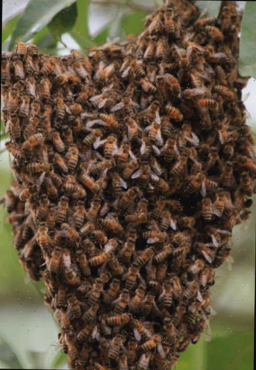 Colmeia de insetos Colmeia de insetos