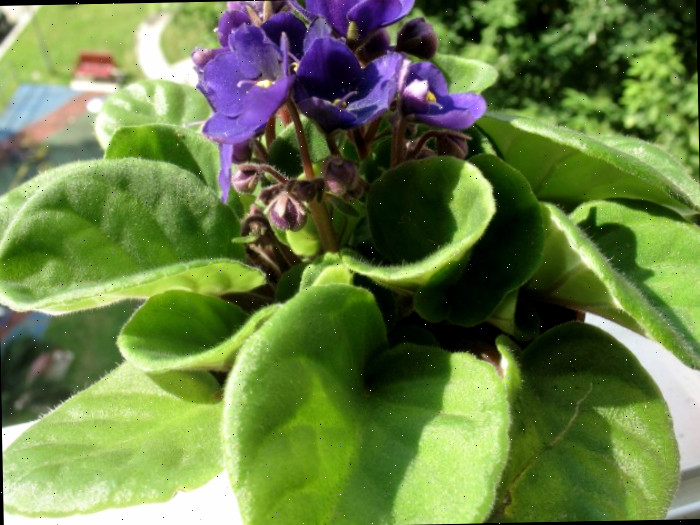 Planta de violeta africana Violeta africana com flores roxas