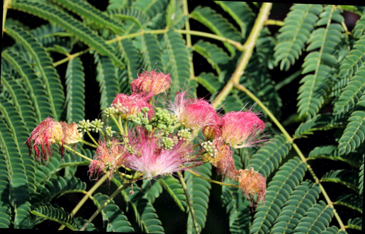 Folhas e flores de uma árvore de mimosa, semelhantes a samambaias.
