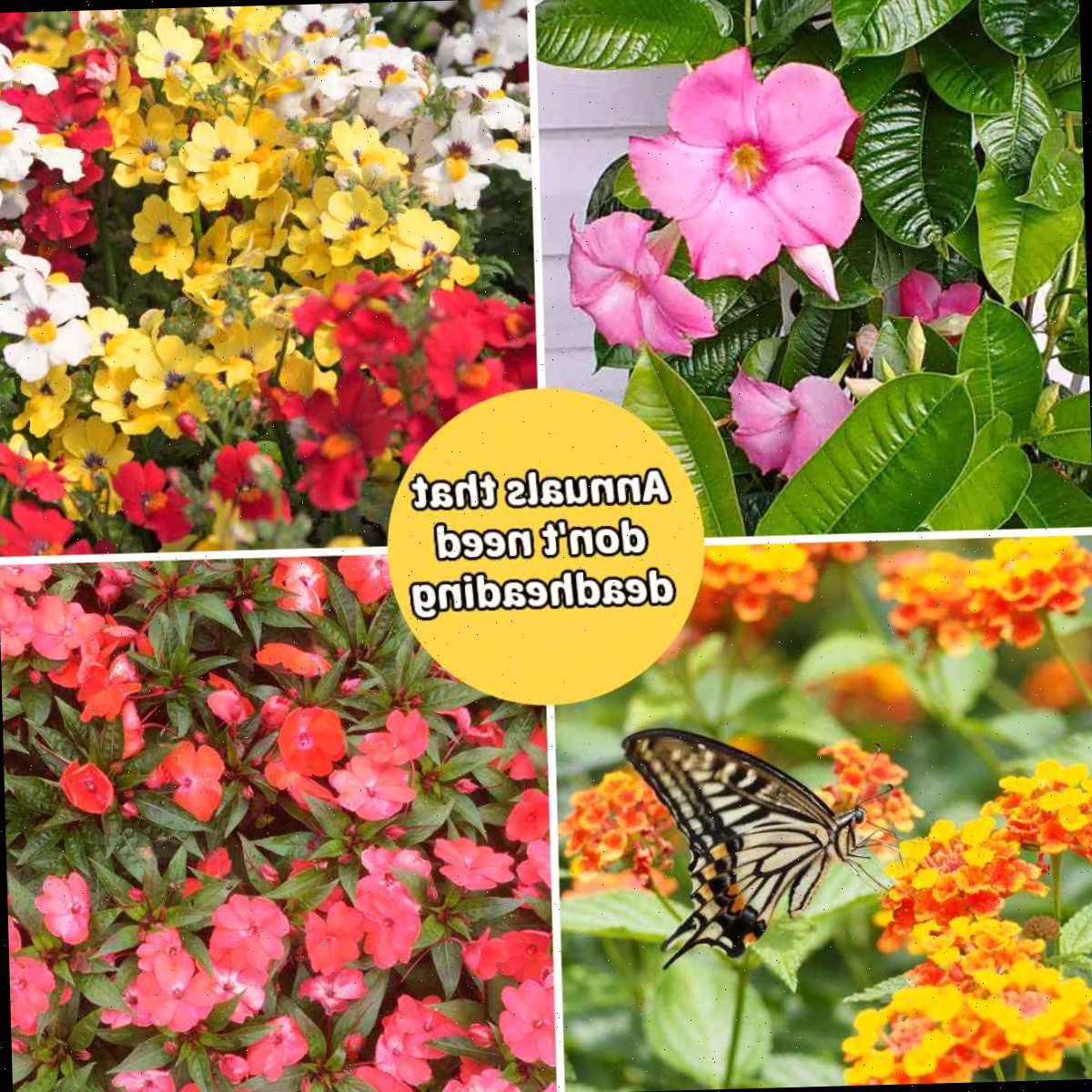 anuais que não precisam de deadheading Mandelvilla, nemesia, lantana e impatiens em uma colagem com um bloco de texto amarelo que informa anuais que não necessitam de deadheading.