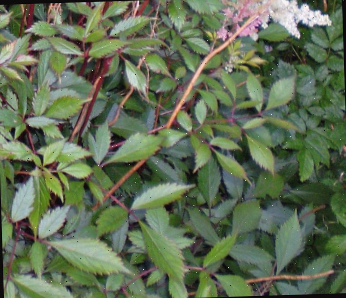 Close nas folhas brilhantes e nas flores rosa e brancas do astilbe perene.