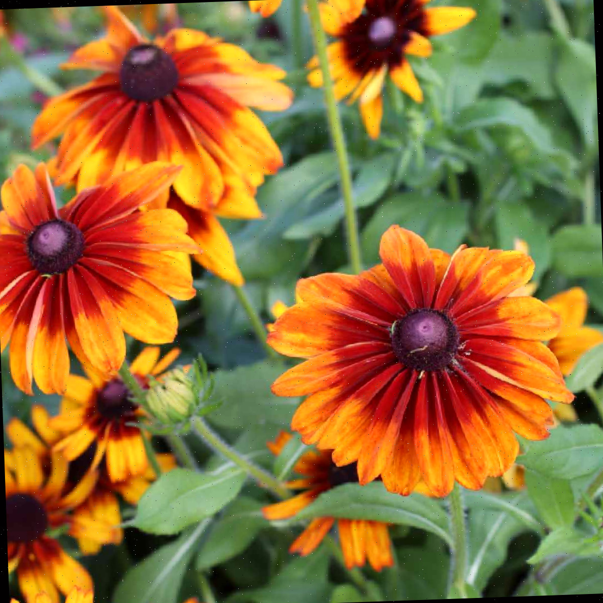 Um agrupamento de flores susan-de-olhos-negros laranja, especificamente uma variedade chamada Rudbeckia hirta Cores de Outono.