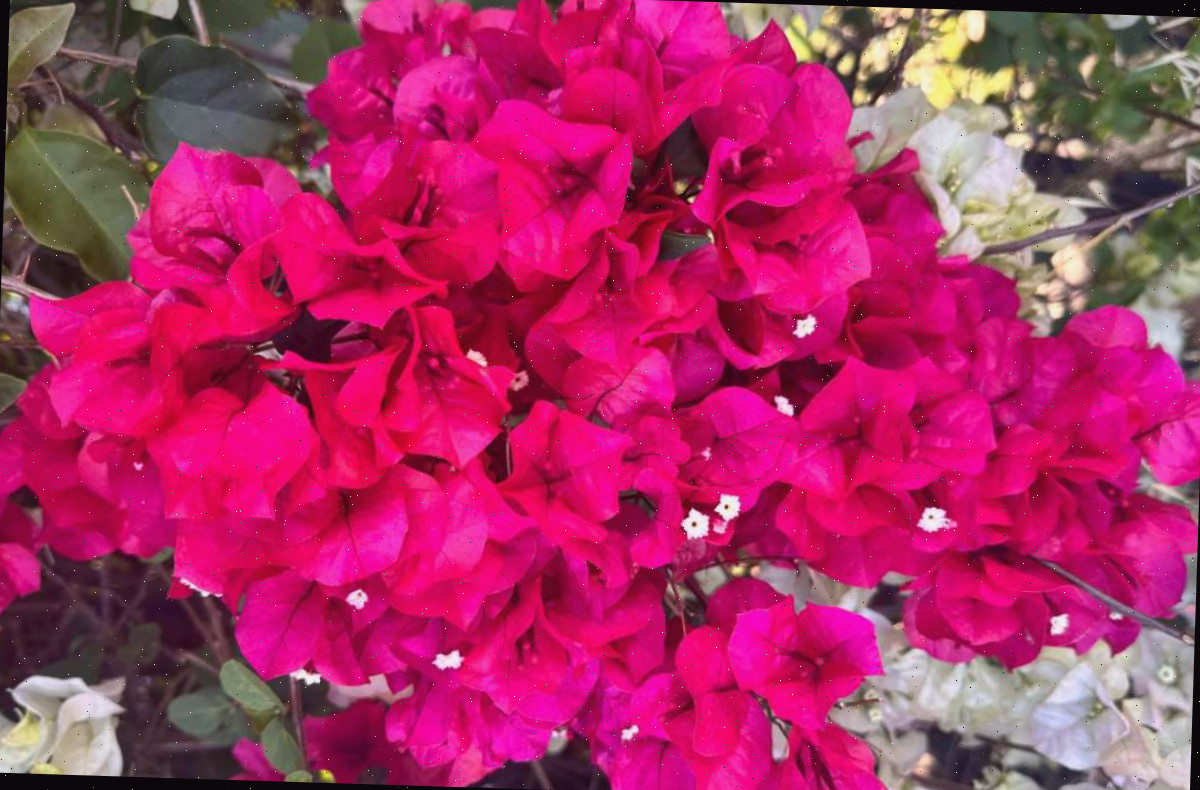 As flores de uma bougainvillea Barbara Karst (Bougainvillea x buttiana 'Barbara Karst') em primeiro plano e as flores de uma bougainvillea Yanis Delight (Bougainvillea glabra Yanis Delight) ao fundo, mostrando como essas duas variedades de perenes com flores pink se desenvolvem juntas.