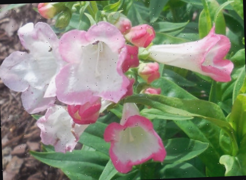 As flores de uma língua de sogra (Penstemon ssp.), demonstrando como os botões dessas perenes pink estão agrupados.