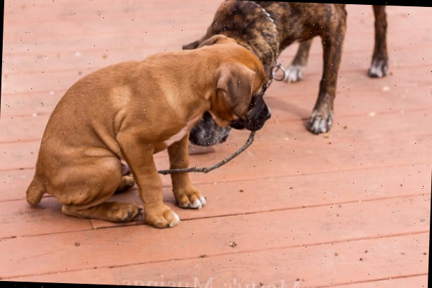 pintura behr deckover mostrada com 2 cães