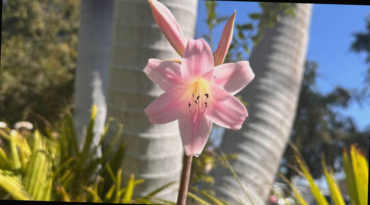 Um talo das altas flores rosa e botões de um lírio Belladona (Amaryllis belladonna) com o tronco de uma palmeira visível ao fundo.