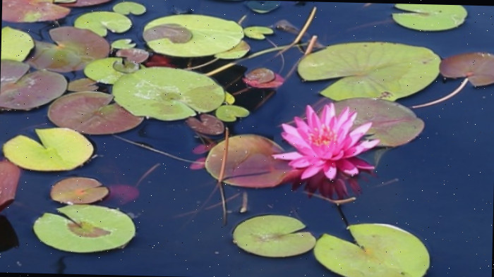 Uma única flor do lírio de água resistente Bernice Ikins (Nymphaea 'Bernice Ikins') e muitas folhas de lírio desta planta com flores rosas flutuando em um lago.