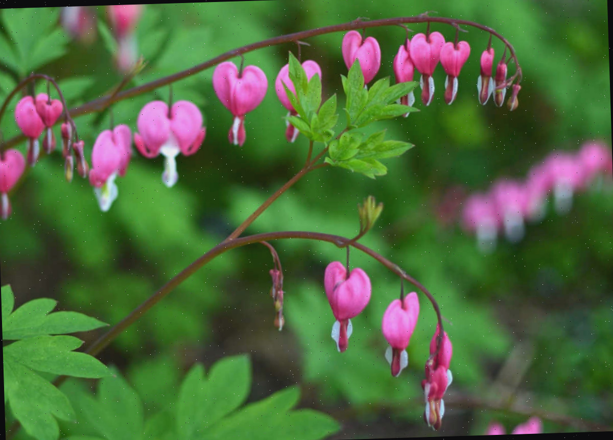 As plantas de coração-sangrante não devem ser deadheadadas. Uma planta de coração-sangrante em plena floração.