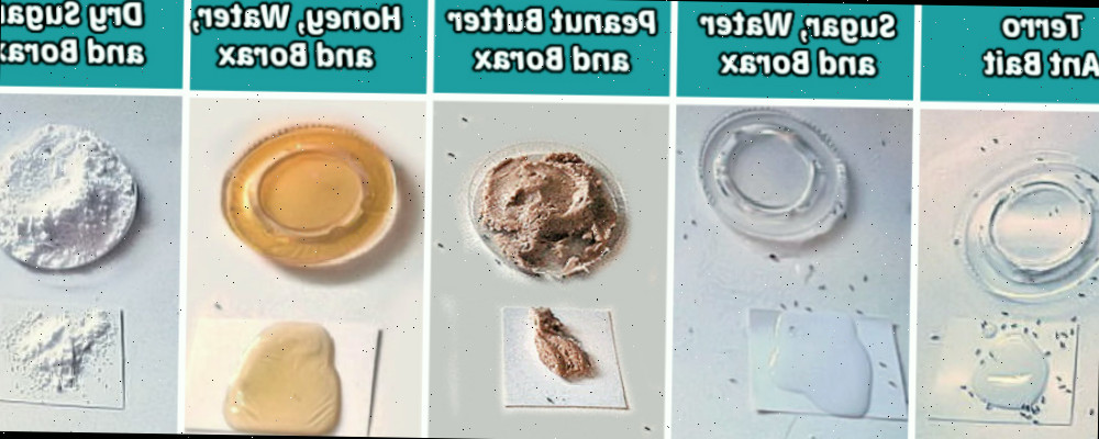 Comparação dos resultados do teste das iscas caseiras de veneno para formigas com bórax versus a isca líquida Terro após cinco dias de teste.