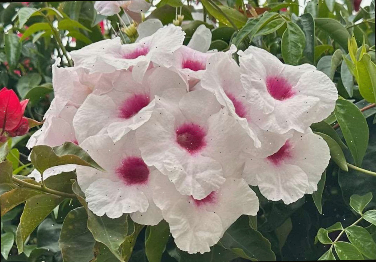 Um aglomerado das flores brancas e rosas de uma videira Bower (Pandorea jasminoides), onde tanto a folhagem quanto as flores das videiras de flores rosas são visíveis.