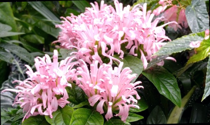 Quatro das bonitas flores rosas de uma flor pluma brasileira (Justicia carnea) e sua folhagem.