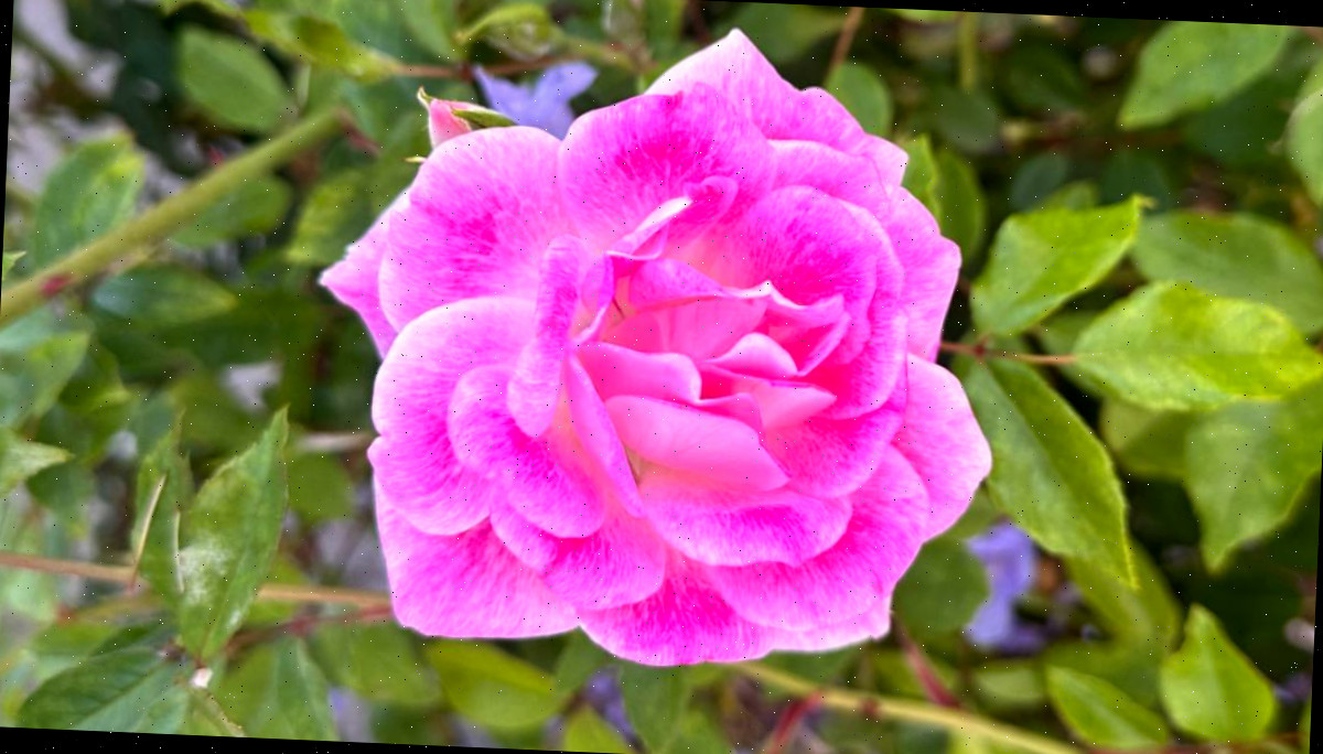 Uma das flores Brilliant Pink Iceberg floribunda (Rosa PRObril) neste arbusto com flores rosas.