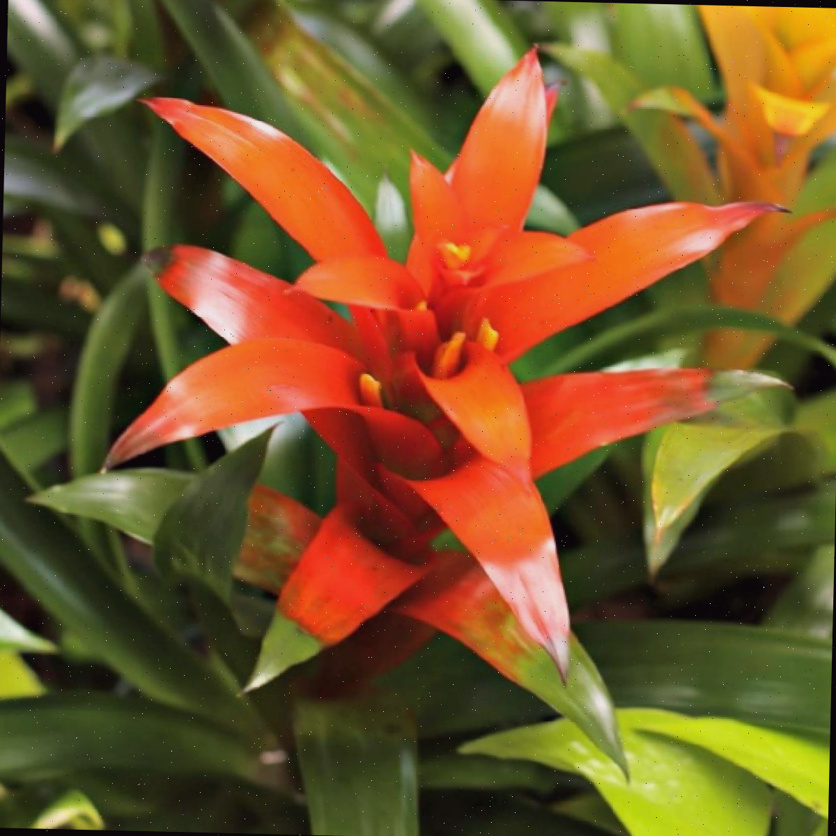 Uma imagem de uma bromélia com flor laranja, especificamente a variedade Guzmania lingulata Scarlet Star.