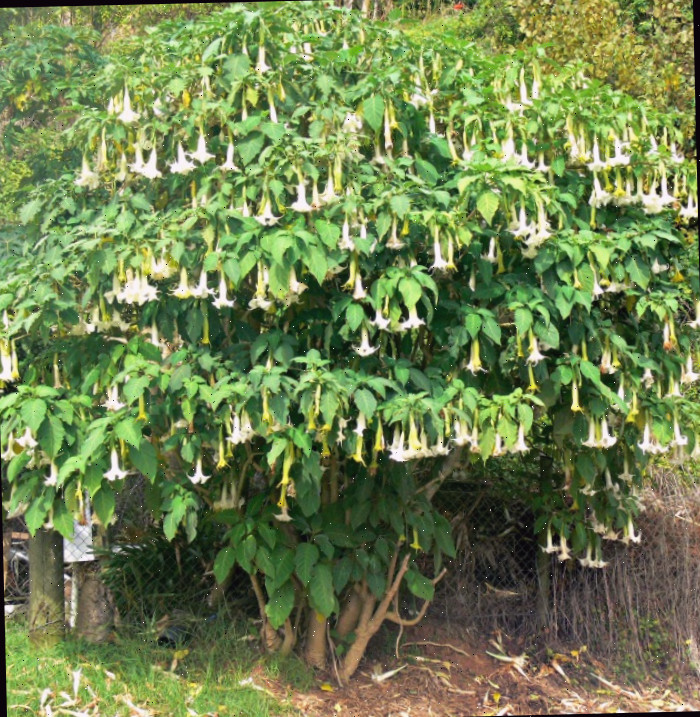 Você pode podar a trombeta dos anjos em forma de árvore. Árvore de Brugmansia arborea