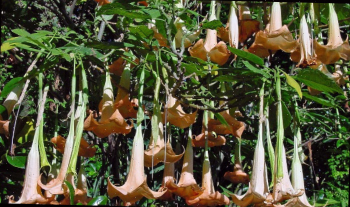 Brugmansia versicolor close-up de flores pendentes.