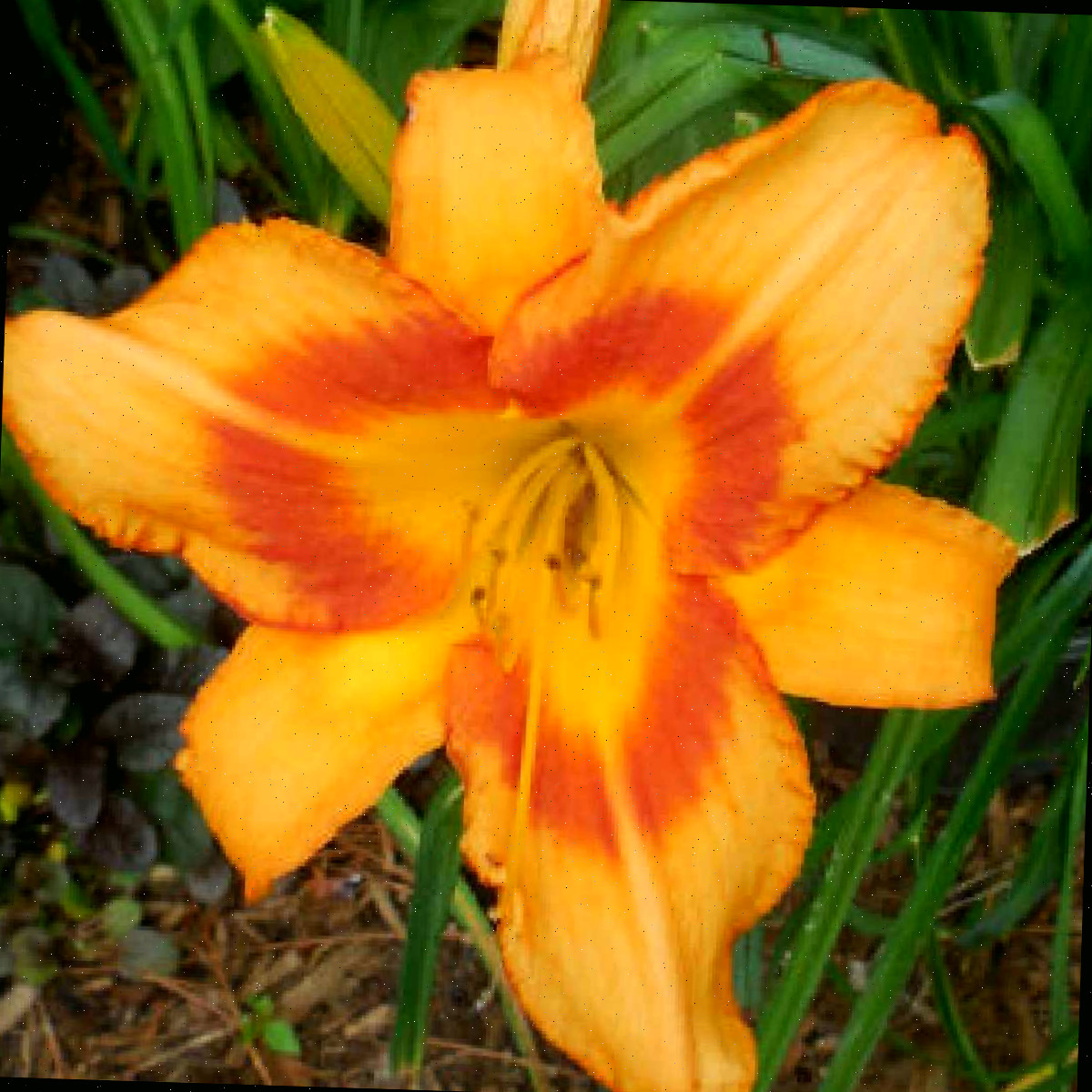 Uma imagem em close de um lírio-de-um-dia florido laranja, conhecido botanicamente como Hemerocallis Tiger Kitten.