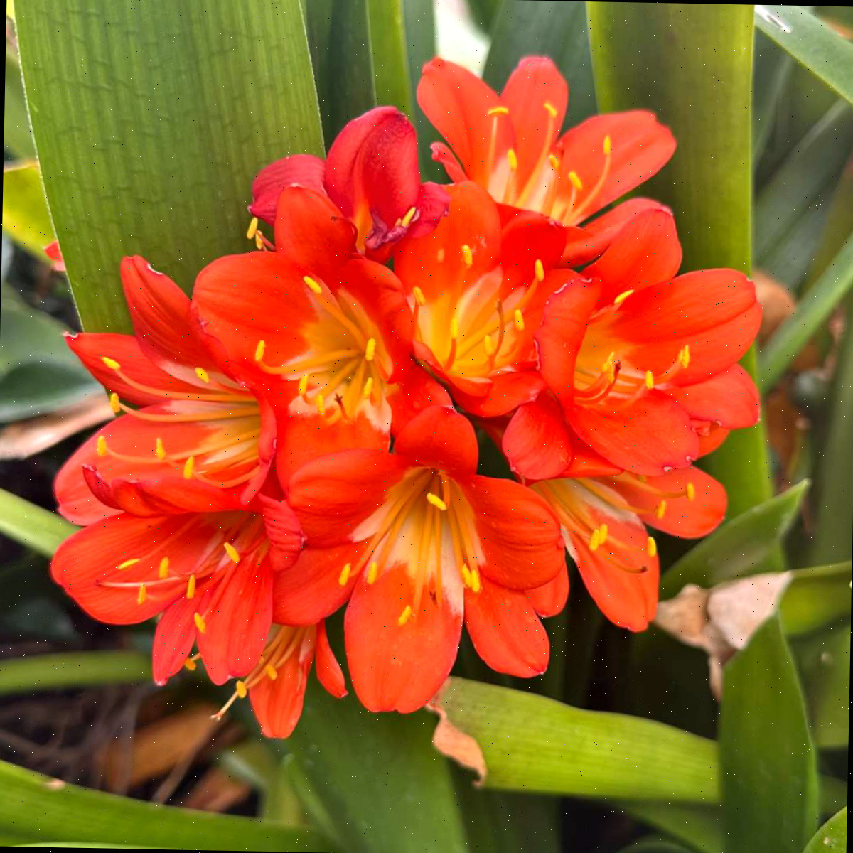 Um agrupamento de flores de lírio-de-salão e sua folhagem; a variedade específica é Clivia miniata.