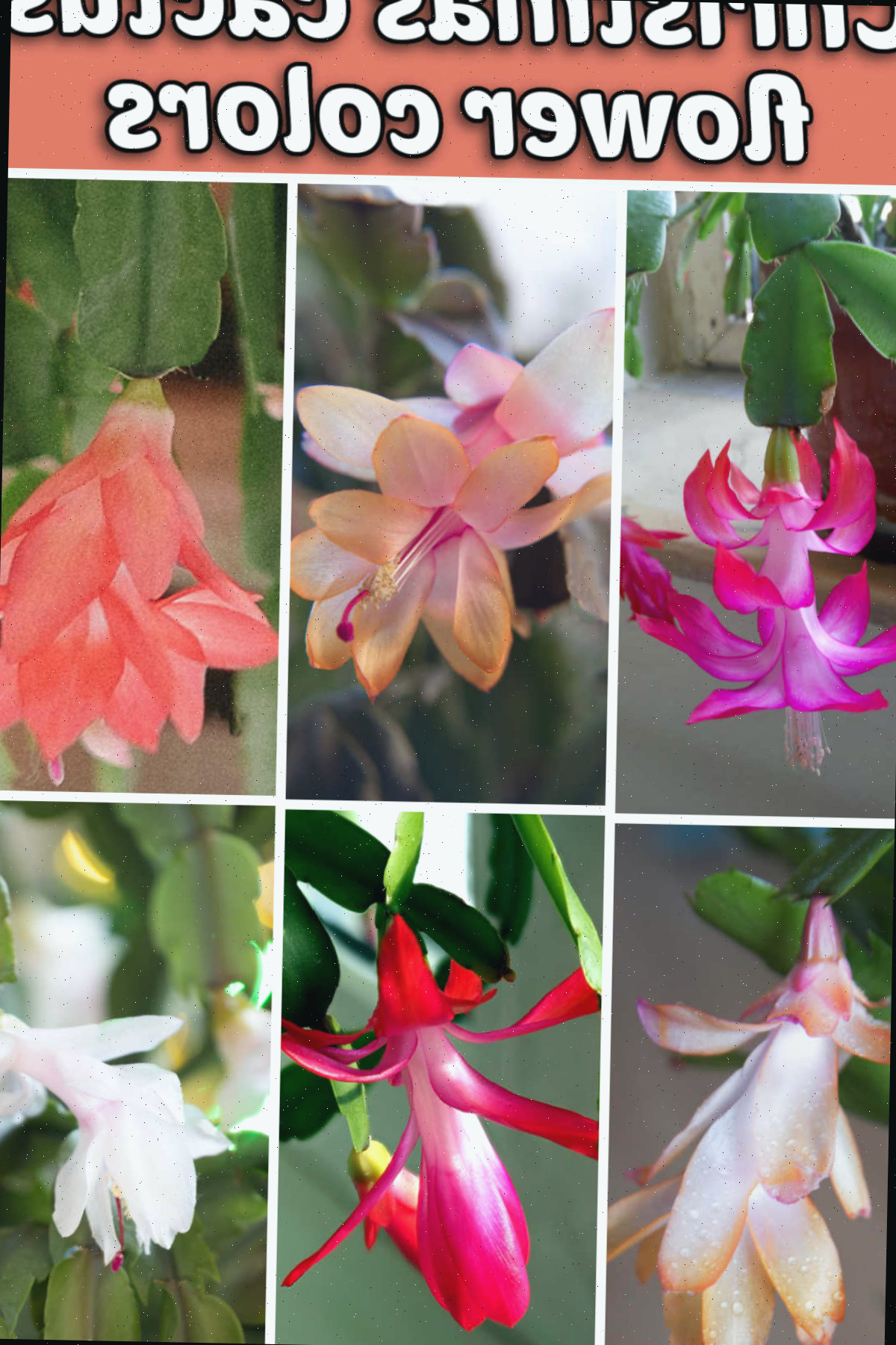 Fotos de seis cores diferentes de flores de cacto de Natal em uma colagem com texto sobreposto que diz cores das flores do cacto de Natal.