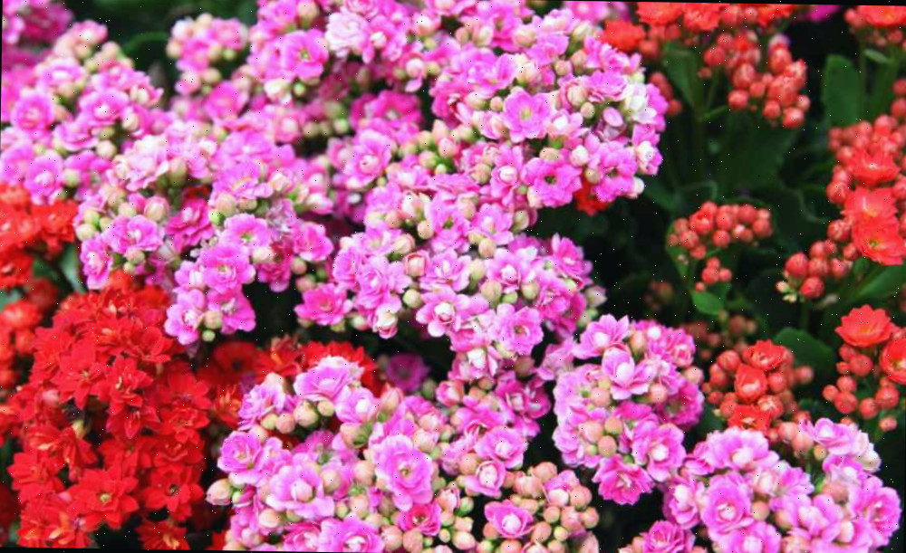 Plantas de Natal Kalanchoe rosas e vermelhas em flor.