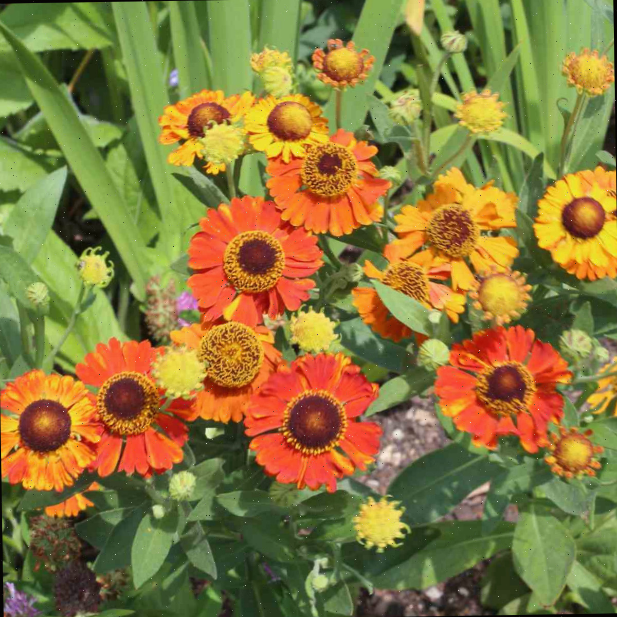 Um cacho de flores amarelas e laranjas, botanicamente conhecidas como Helenium autumnale, também chamadas de helênio comum.