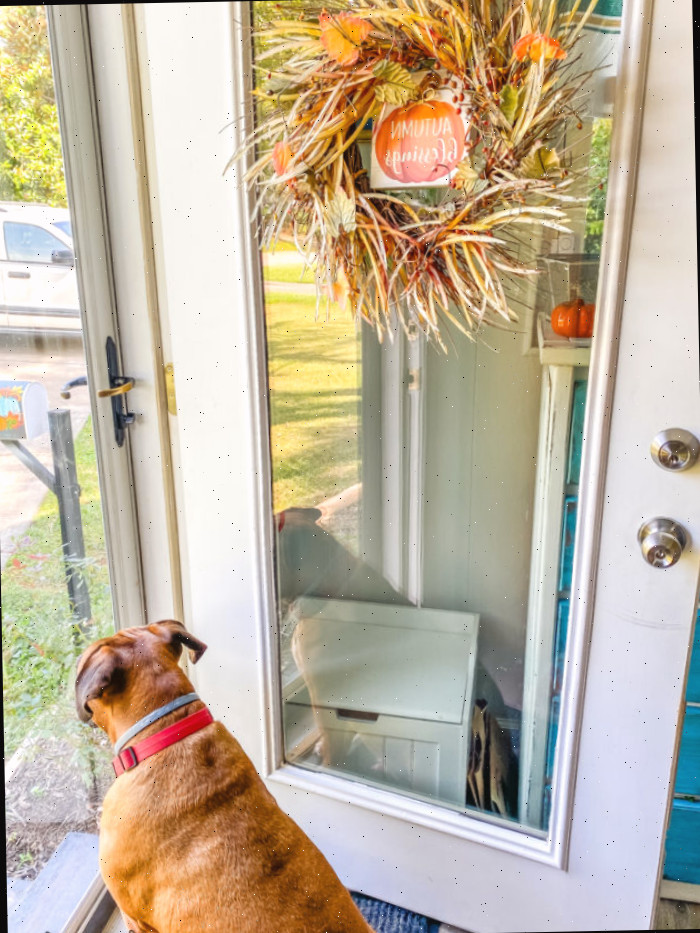 Porta frontal de vidro com guirlanda de outono e cachorro observando para fora