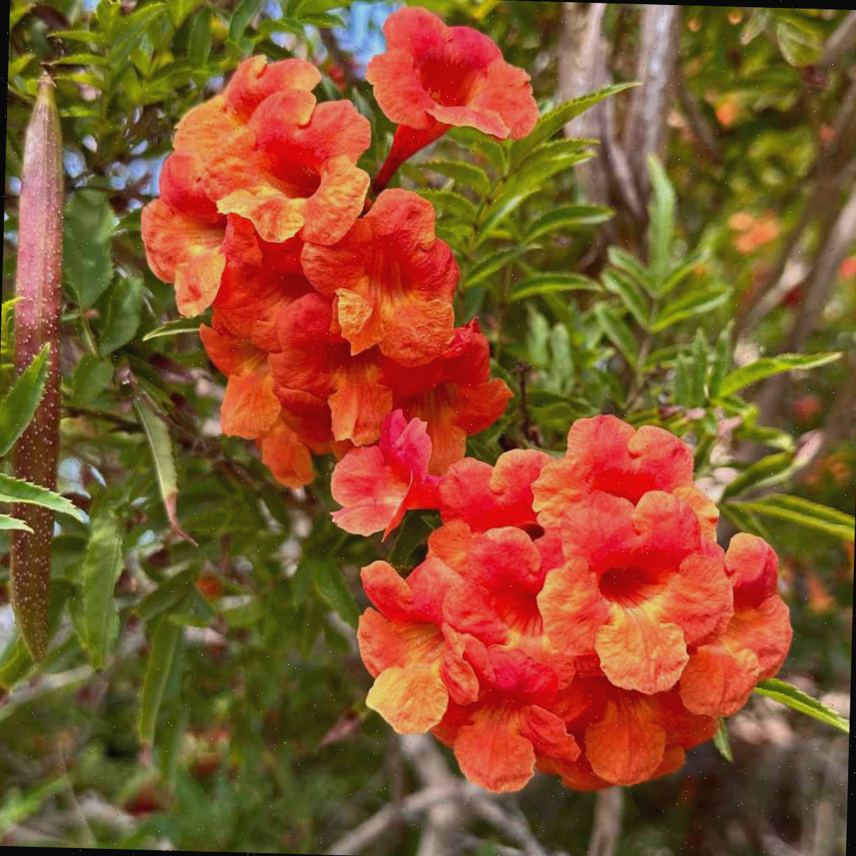 Um aglomerado de flores laranjas de Tecoma stans Crimson Flare Esperanza, com uma cápsula de sementes e folhagens visíveis na imagem.