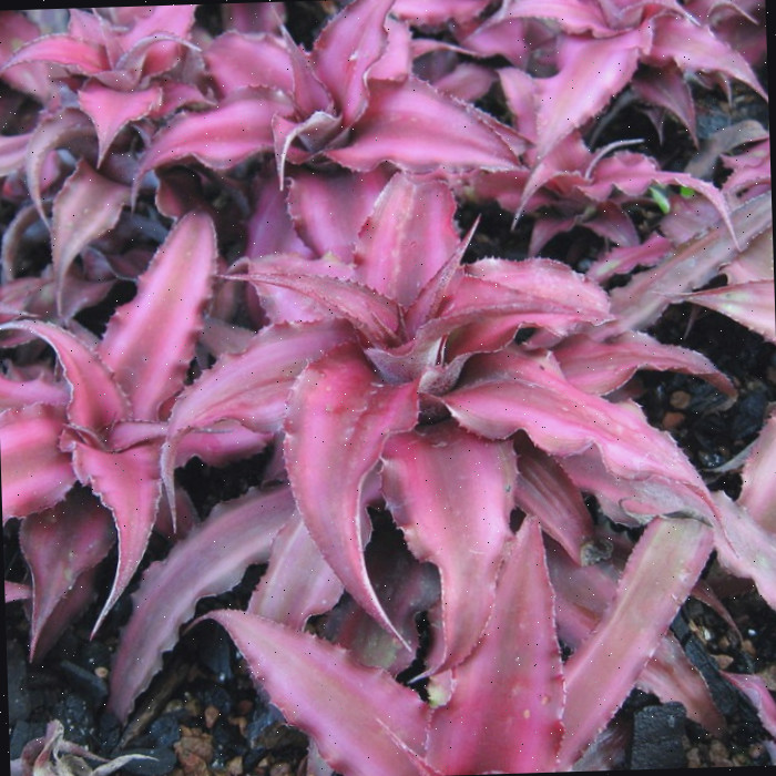 Cuidados com Cryptanthus Bivittatus | Guia de Cultivo da Bromélia Red Star