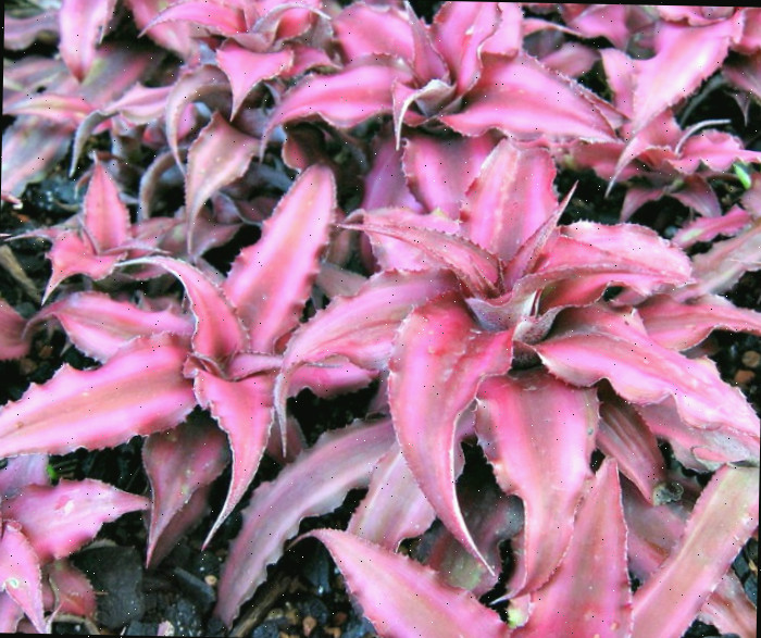 bromélia red star Plantas de Cryptanthus bivittatus em grupo, mostrando as folhas serrilhadas em forma de estrela, com bordas recortadas e listras rosas.