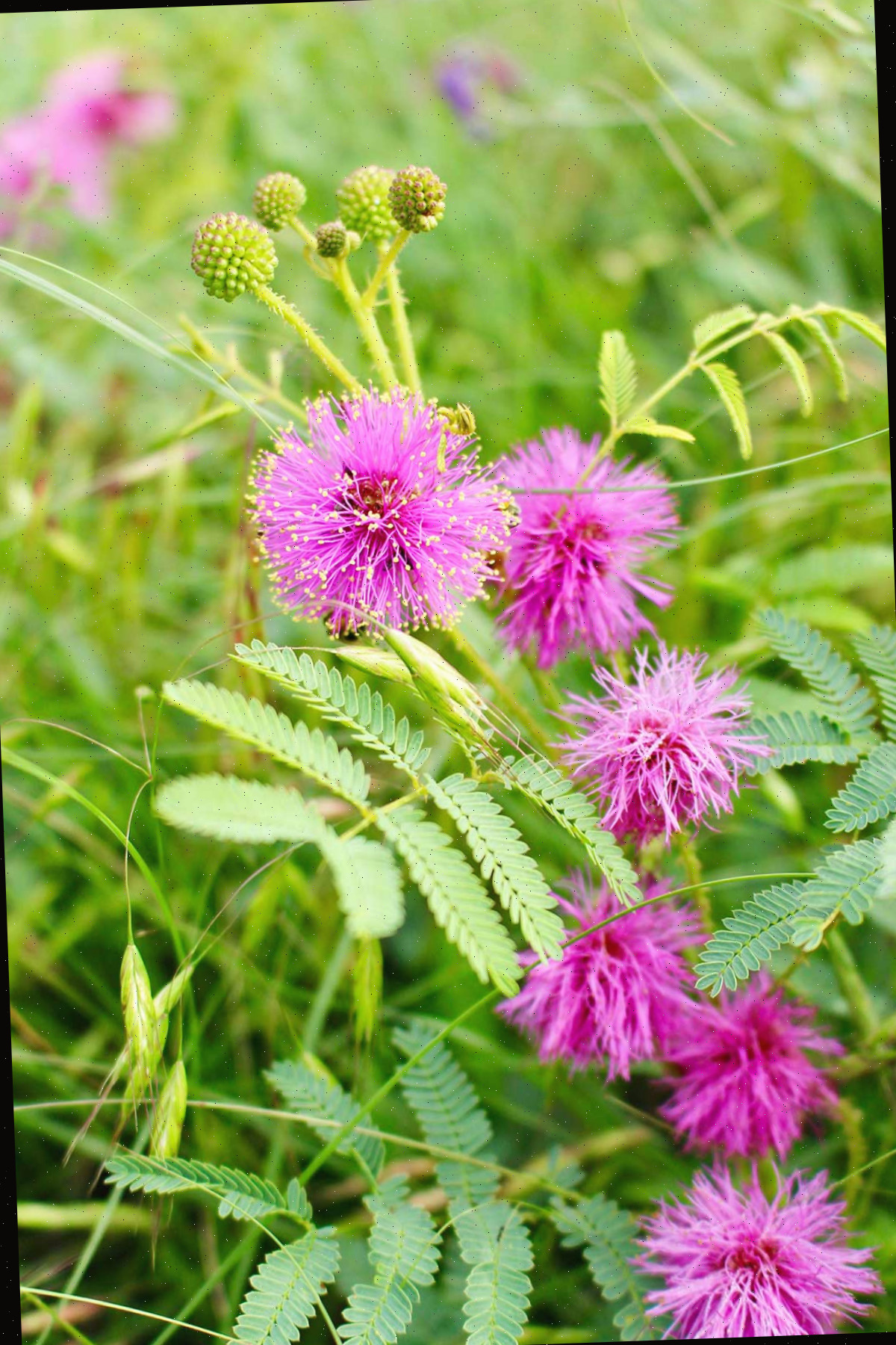 Uma imagem da flor silvestre chamada garrinha de gato, uma flor de cor vermelho-violeta com pequenos pontos amarelos nas extremidades de cada pétala.