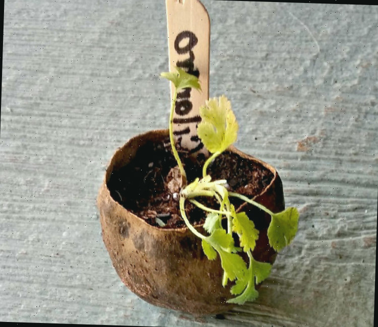 Recipiente faça você mesmo utilizando casca de abacate para germinar sementes com muda de coentro.
